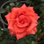 Vörös - Teahibrid rózsa - Clarita